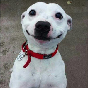 Meet your Posher, Thomas